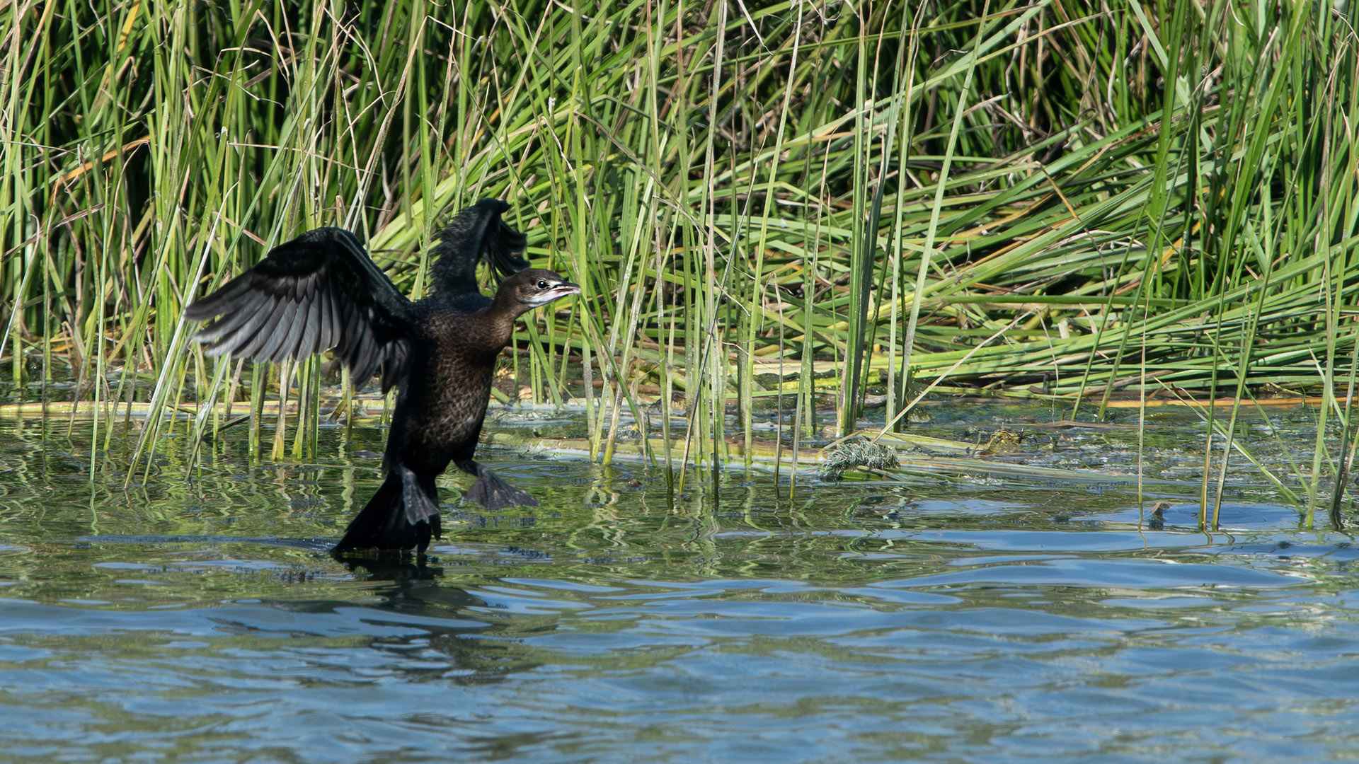 Pygmy Cormorant